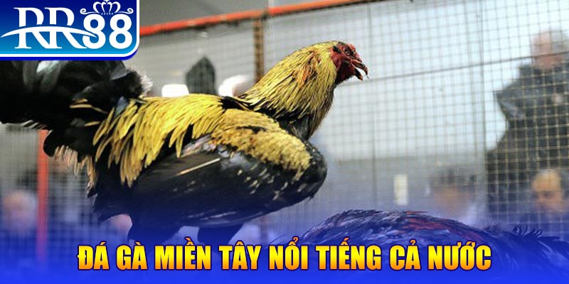 k899x JILI Game Bài 3d