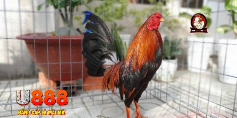 k899x casino máy tính